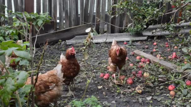 Hens grazing on  backyard — Stock Video