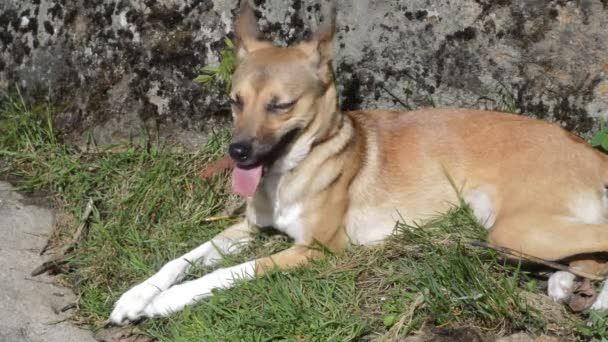 Cão jaz na grama — Vídeo de Stock