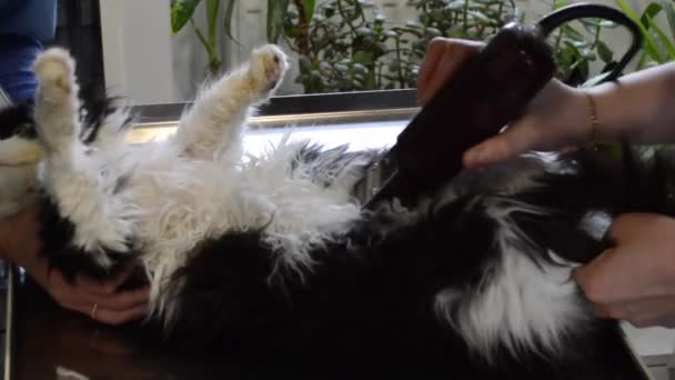 Scheren wol van een kat — Stockvideo