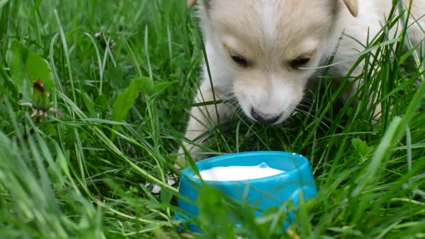 Filhote de cachorro bebe leite — Vídeo de Stock
