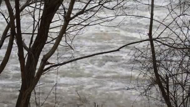 Hochwasser im Frühjahrswald — Stockvideo