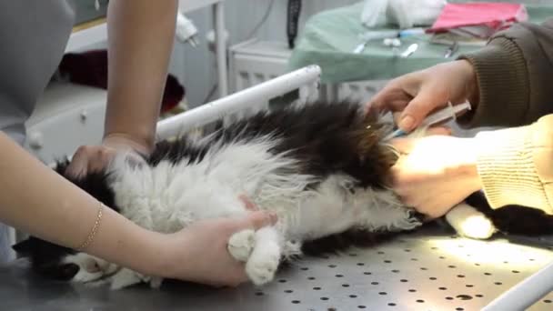 Dierenartsen doen injectie van een kat — Stockvideo