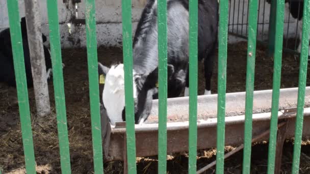 Vaca en establo comiendo — Vídeo de stock