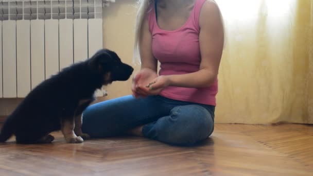 Menina com um cachorro — Vídeo de Stock