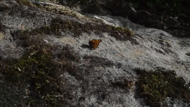 Бабочка на камне — стоковое видео