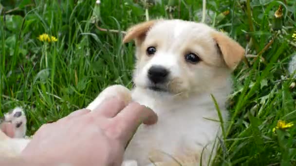 Mano jugando con un cachorro — Vídeo de stock