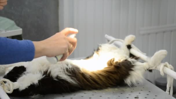 Préparation d'un chat pour la chirurgie 