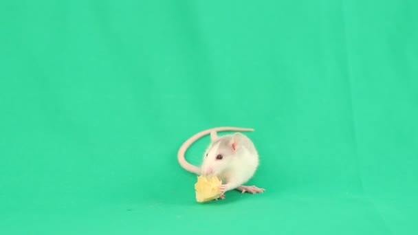 Pequeña rata comiendo queso — Vídeo de stock