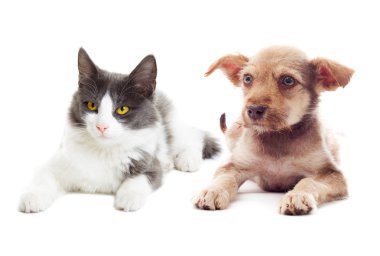 yavru kedi ve köpek yavrusu