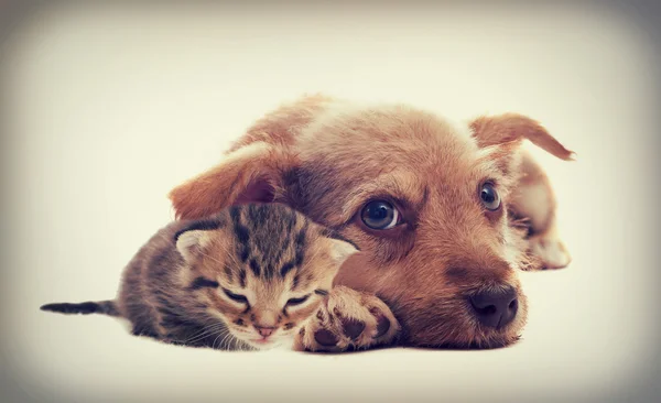 Gatito y cachorro — Foto de Stock