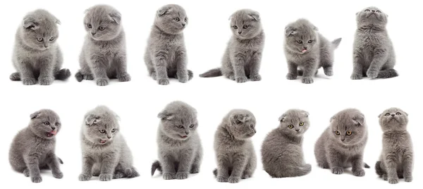 Set of kittens — Stock Photo, Image