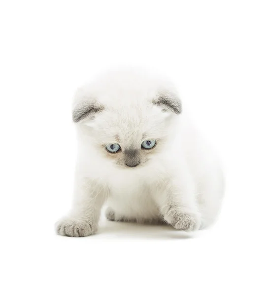 Британский котенок на белом фоне изолирован — стоковое фото