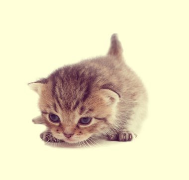 şirin komik yavru kedi avcılık