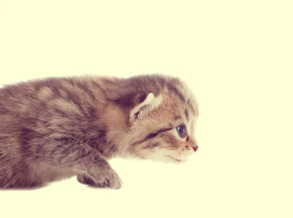 顽皮的小猫 — 图库照片