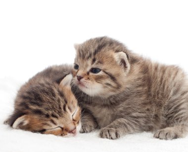 İki güzel tabby yavru kedi