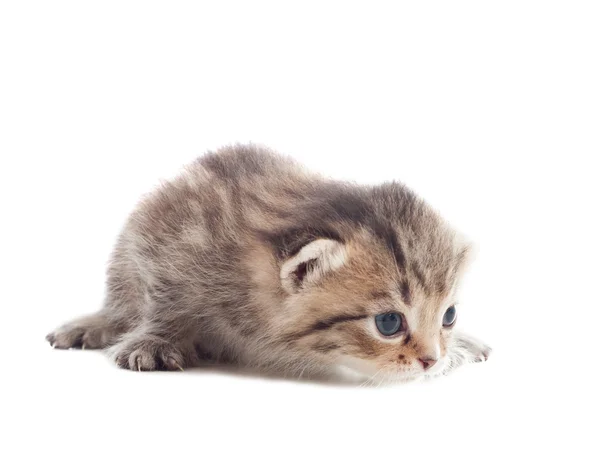 Playful little kitten learns to hunt on a white background isola — Stock Photo, Image