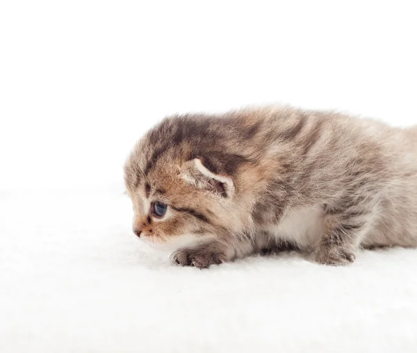 Creeping tabby kitten on a white background — Stock Photo, Image