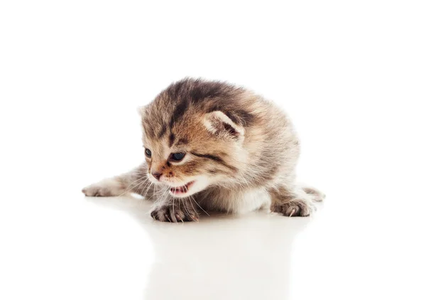 Precioso gatito tabby sobre un fondo blanco —  Fotos de Stock