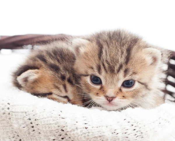 Two lovely kittens in a wicker basket — Stock Photo, Image