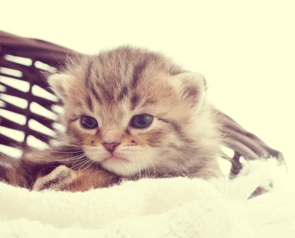 Cute kitten in a wicker basket — Stock Photo, Image