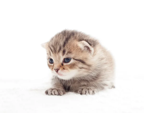 Söt kattunge på en vit bakgrund — Stockfoto