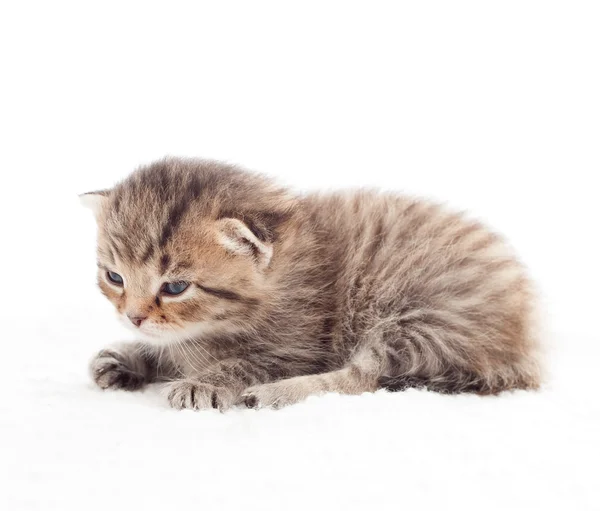 Cute kitten lying on a fluffy white blanket — Stock Photo, Image
