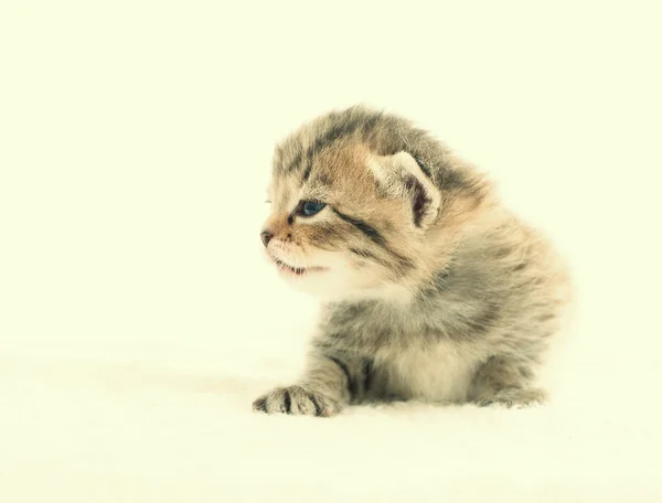 Lovely kitten sitting on a blanket — Stock Photo, Image