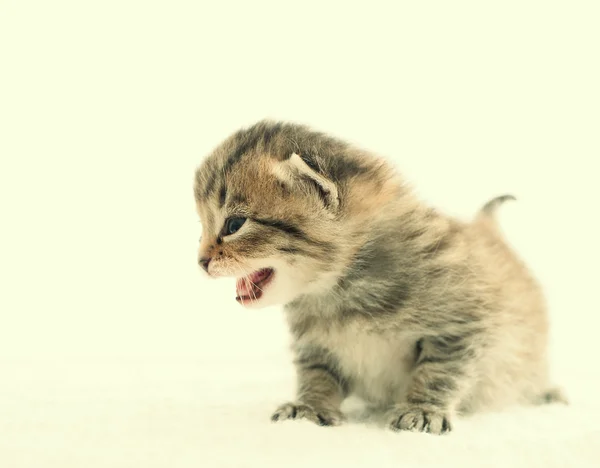 Cute kitten meows — Stock Photo, Image