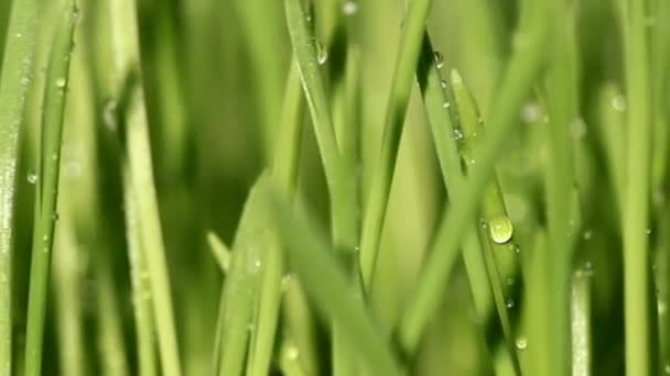 Färskt gräs med daggdroppar — Stockvideo