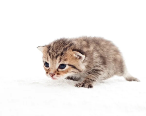 Gatito se prepara para saltar sobre un fondo blanco —  Fotos de Stock