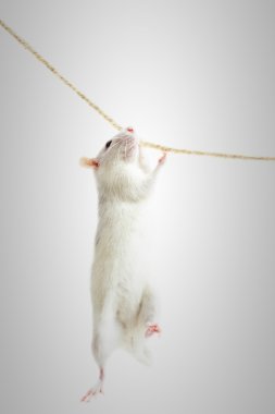 fare bir ip üzerinde asılı