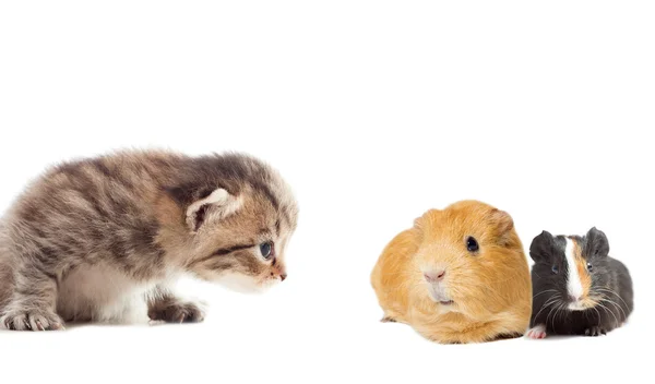 기니 피그와 고양이 — 스톡 사진