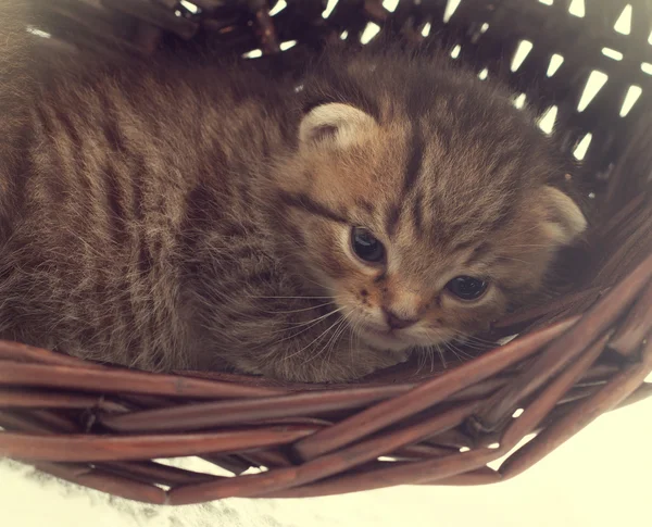 Gatinho bonito deitado em uma cesta de vime — Fotografia de Stock