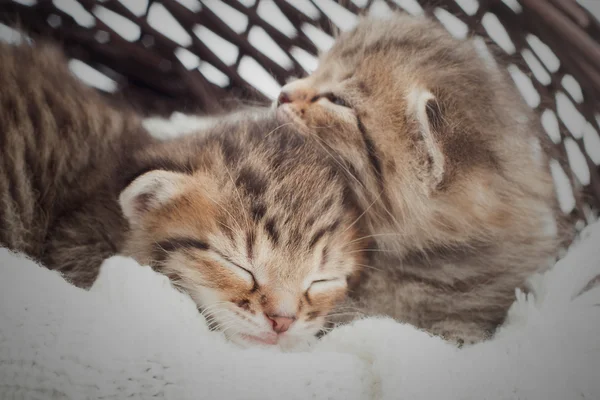 Gatinhos bonitos dormindo em uma cesta — Fotografia de Stock