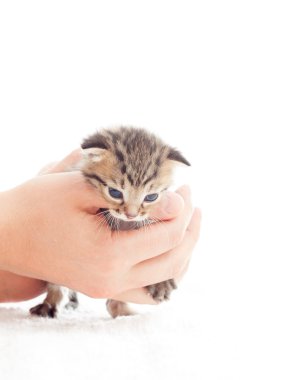 insan eli de çizgili kedi