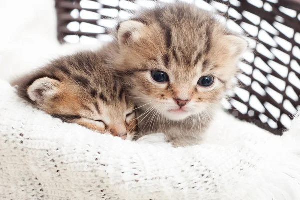 Gatinhos bonitos em uma cesta de vime em um cobertor branco — Fotografia de Stock