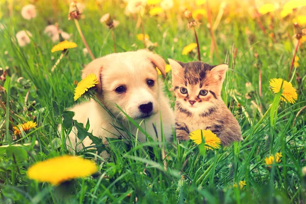 子猫と子犬 — ストック写真