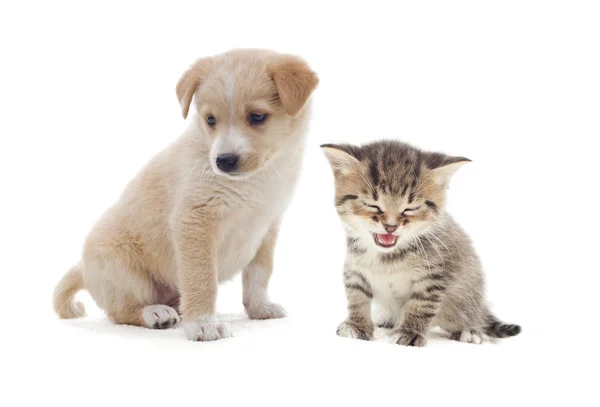 Gatinho e cachorrinho — Fotografia de Stock