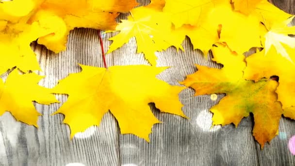 Feuilles d'automne jaunes — Video