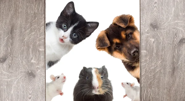 Puppy and kitten and rodent peek — Stock Photo, Image