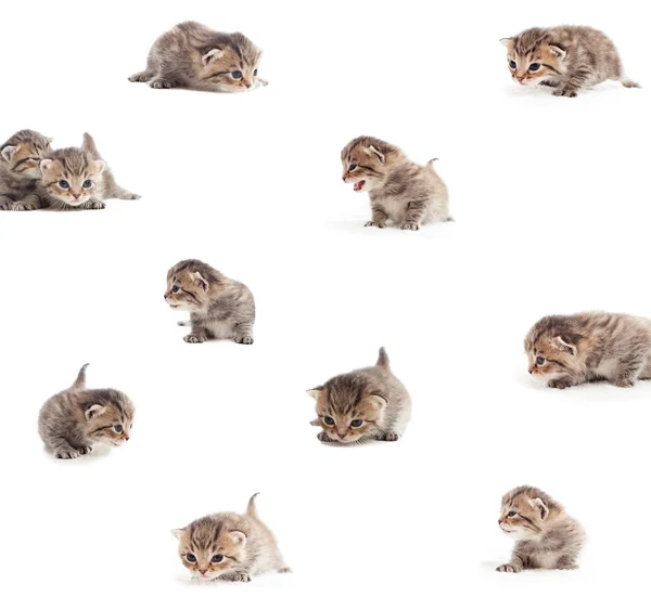 Set - speelse kittens op een witte achtergrond — Stockfoto