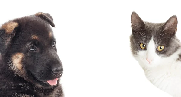 Смешной кот и немецкая овчарка щенок на белом фоне — стоковое фото