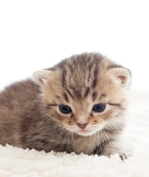 Beyaz battaniye üzerinde güzel tabby yavru kedi — Stok fotoğraf