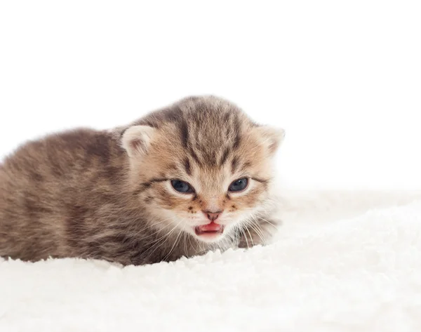 Cute tabby kitten on white blanket — Stock Photo, Image