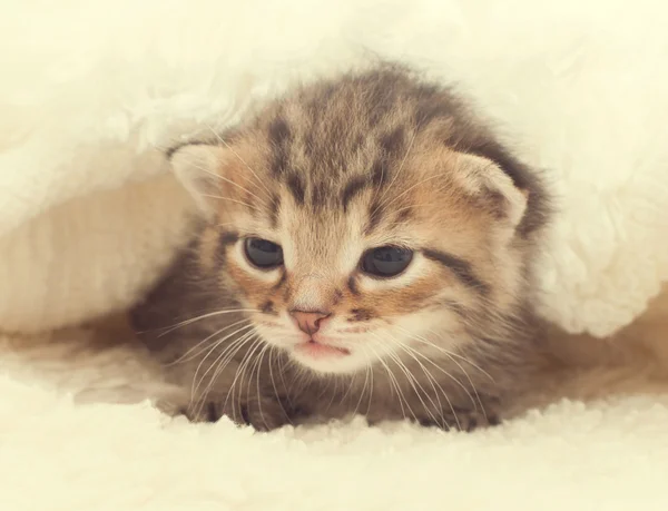 Beyaz battaniye üzerinde Tabby yavru kedi — Stok fotoğraf