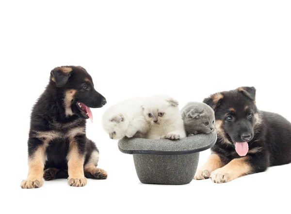Duitse herder puppies en kittens Britse vouwen op een witte achterzijde — Stockfoto