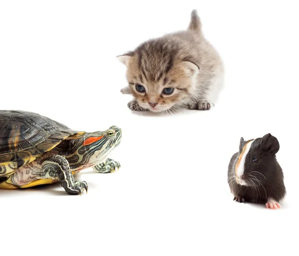 Gattino, tartaruga e cavia su fondo bianco isolato — Foto Stock