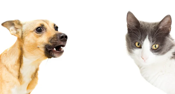 Drôle de chat et chien sur un fond blanc — Photo