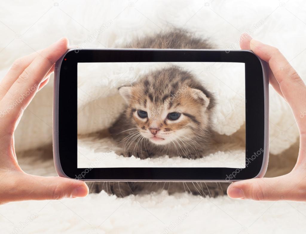 take a photo of a kitten smartphone