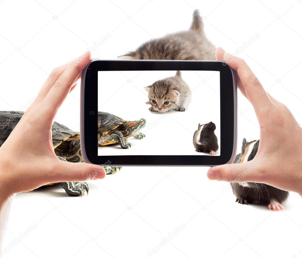 Photo of pets by smartphone